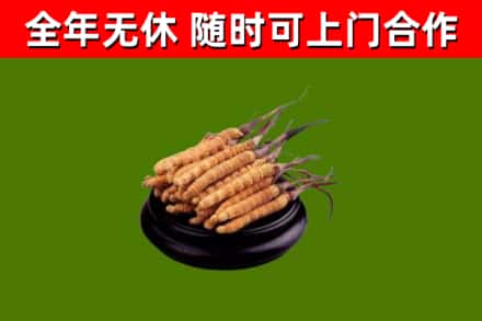 长丰县烟酒回收冬虫夏草.jpg